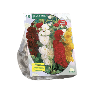 Tuinplant.nl Stokroos