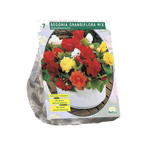 Tuinplant.nl Begonia