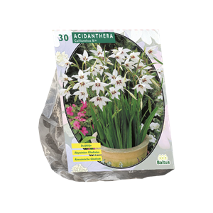 Tuinplant.nl Abesijnse Gladiool