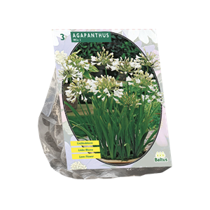 Tuinplant.nl Afrikaanse Lelie