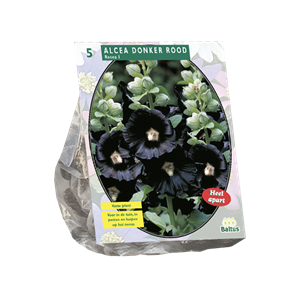 Tuinplant.nl Stokroos