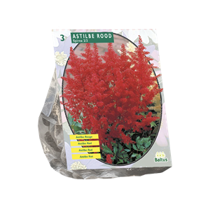 Tuinplant.nl Astilbe