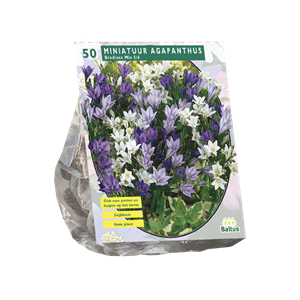 Tuinplant.nl Miniatuur Agapanthus