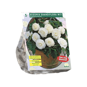 Tuinplant.nl Begonia