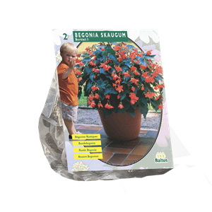 Tuinplant.nl Begonia