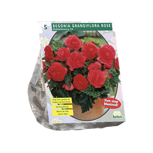 Tuinplant.nl Begonia
