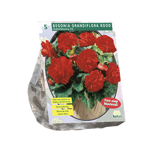Tuinplant.nl Begonia