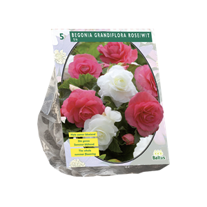 Tuinplant.nl Begonia
