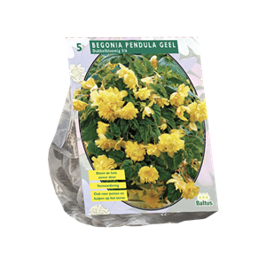 Tuinplant.nl Begonia