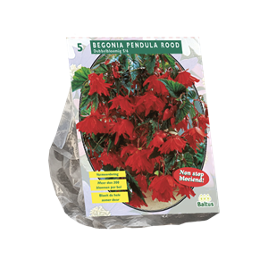 Tuinplant.nl Begonia