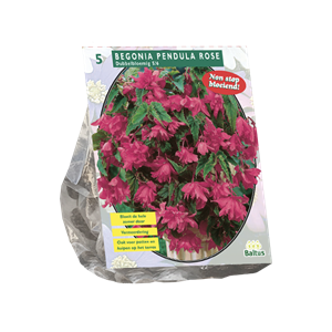 Tuinplant.nl Begonia