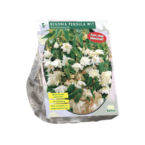 Tuinplant.nl Begonia