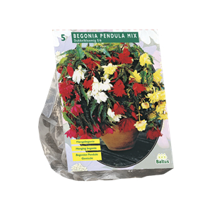 Tuinplant.nl Begonia