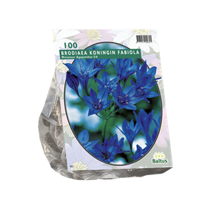 Tuinplant.nl Brodiaea