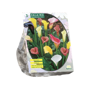 Tuinplant.nl Aronskelk