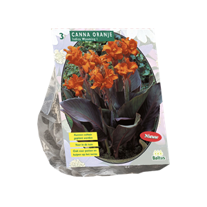 Tuinplant.nl Canna