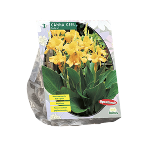 Tuinplant.nl Indisch Bladriet
