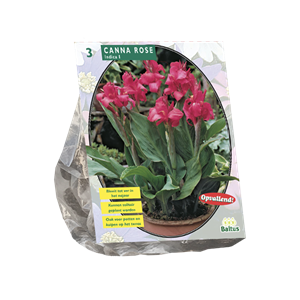 Tuinplant.nl Canna