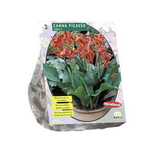 Tuinplant.nl Canna