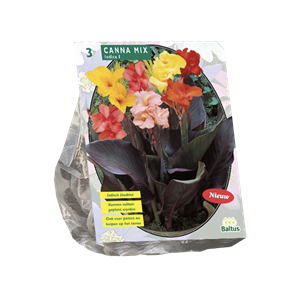 Tuinplant.nl Indisch Bladriet