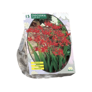 Tuinplant.nl Crocosmia