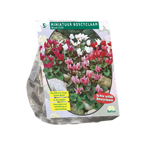 Tuinplant.nl Cyclaam