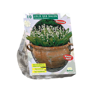 Tuinplant.nl Lelie der Dalen