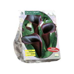 Tuinplant.nl Aronskelk