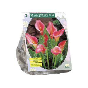 Tuinplant.nl Aronskelk