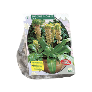 Tuinplant.nl Kuiflelie