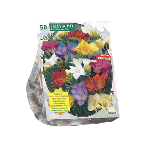 Tuinplant.nl Freesia