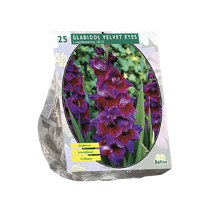 Tuinplant.nl Gladiool