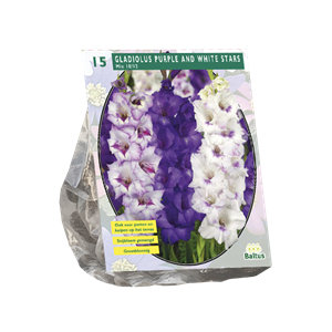 Tuinplant.nl Gladiool