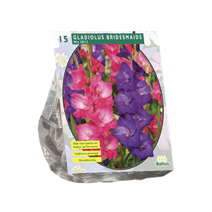 Tuinplant.nl Gladiool
