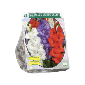 Tuinplant.nl Gladiool