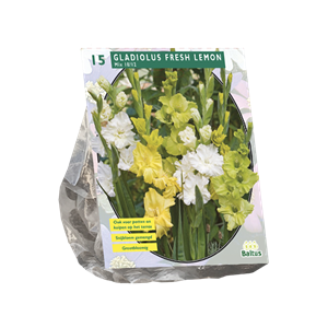 Tuinplant.nl Gladiool