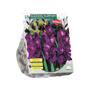 Tuinplant.nl Gladiool
