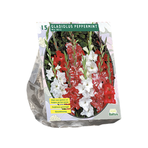 Tuinplant.nl Gladiool