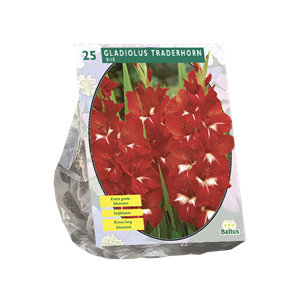 Tuinplant.nl Gladiool