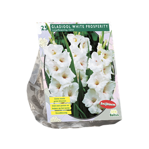 Tuinplant.nl Gladiool
