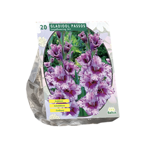 Tuinplant.nl Gladiool