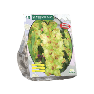 Tuinplant.nl Gladiool