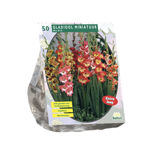 Tuinplant.nl Gladiool