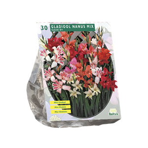 Tuinplant.nl Gladiool