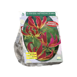 Tuinplant.nl Gloriosa