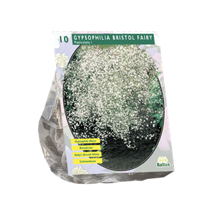 Tuinplant.nl Gipskruid