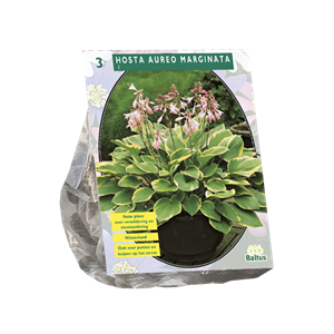 Tuinplant.nl Hosta
