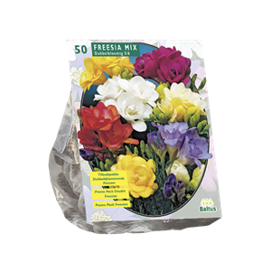 Tuinplant.nl Freesia
