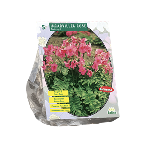 Tuinplant.nl Bloeiende Tuinvaren