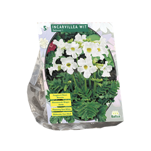 Tuinplant.nl Bloeiende Tuinvaren